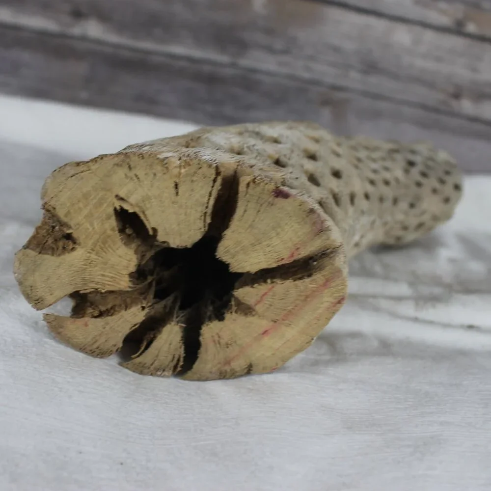 Cholla Wood Cactus Skeleton Aquarium Terrarium Decoration Clean 16